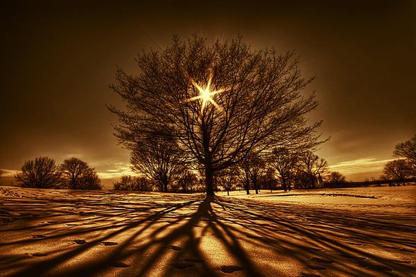 star-tree
